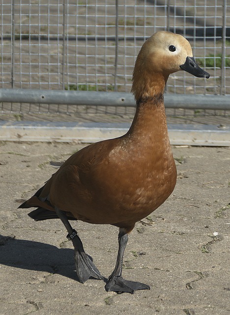 队带来如何